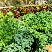 albahaca romero mejorana chives tomillo tarragon salvia