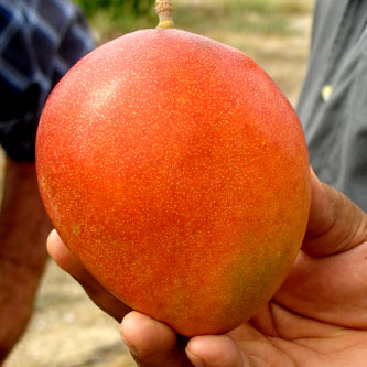 Mango Rancho Buena Suerte
