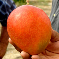 mango kent rancho buena suerte